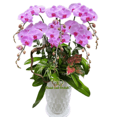 Lan Hồ Điệp Hồng Phấn 6 Cành - HDH071
