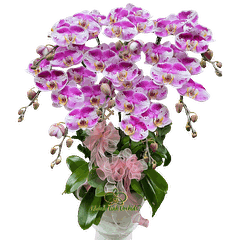 Lan Hồ Điệp Đột Biến 2671 8 Cành - DB043