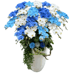 Lan Hồ Điệp Trắng Phối Phun Màu Xanh 21 Cành  - VIP023