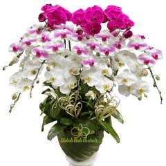 Lan Hồ Điệp Phối 3 Màu 12 Cành - DS2045