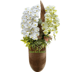 Lan Hồ Điệp Trắng Phối Xanh Bơ 10 Cành - DS046