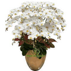 Lan Hồ Điệp Trắng 17 Cành - HDW058