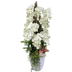 Chậu LHĐ Xanh Bơ 10 Cành Thác Đổ - HDX027