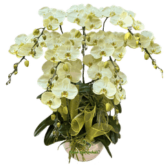 Chậu LHĐ Xanh Bơ 8 Cành - HDX028