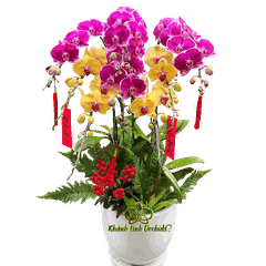 Lan Hồ Điệp Tím Đột Biến Phối Vàng 8 Cành - DS075