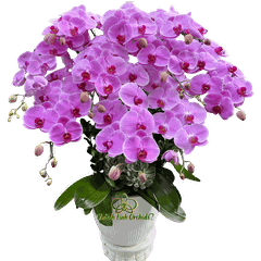 Lan Hồ Điệp Hồng 10 Cành - HDH074