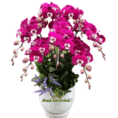 Lan Hồ Điệp Ngọc Trai 7 Cành - HDT048