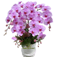 Lan Hồ Điệp Hồng Nhạt 5 Cành - HDH075