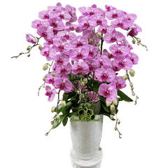 Lan Hồ Điệp Đột Biến 8 Cành - DB047