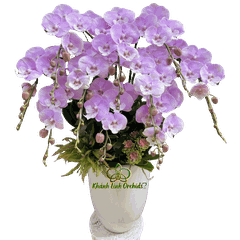 Lan Hồ Điệp Hồng Bilip 10 Cành - HDH076