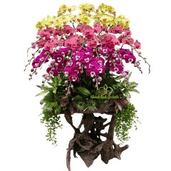 Lan Hồ Điệp Lũa Gỗ Phối Màu 28 Cành - DS076