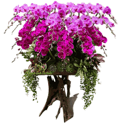 Lan Hồ Điệp Gỗ Lũa Phối 2 Màu 25 Cành - DS077