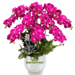 Lan Hồ Điệp Tím Đột Biến MBL005 10 Cành - DB048