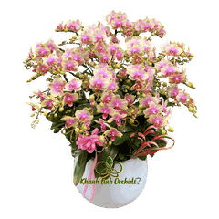 Lan Hồ Điệp Mini Hồng 10 Gốc - MN033