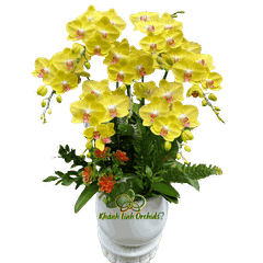 Lan Hồ Điệp Vàng A42 7 Cành - HDV110