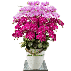 Lan Hồ Điệp Phối 2 Màu 28 Cành - DS079