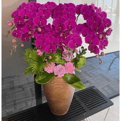 Lan Hồ Điệp Tím Đỏ Ớt 8 Cành - HDT049