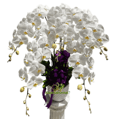 Lan Hồ Điệp Trắng Viếng Tang 5 Cành - HDW062