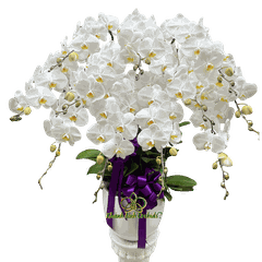 Lan Hồ Điệp Trắng Viếng Tang 11 Cành - HDW063