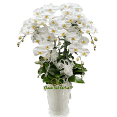 Lan Hồ Điệp Trắng 7 Cành - HDW064