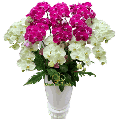 Lan Hồ Điệp Tím Phối Xanh Bơ 12 Cành - DS080