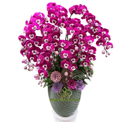 Lan Hồ Điệp Tím Ngọc Trai 10 Cành - HDT050