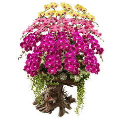 Lan Hồ Điệp Lũa Gỗ Phối 3 Màu 28 Cành - DS081