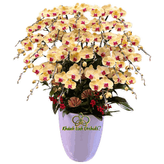 Lan Hồ Điệp Vàng Tươi 25 Cành - HDV112