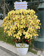 Lan Hồ Điệp Vàng Tươi 25 Cành - HDV112