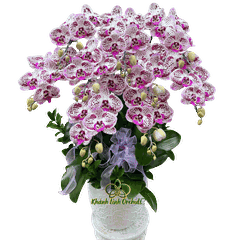 Lan Hồ Điệp Đột Biến AP7513 9 Cành - DB049