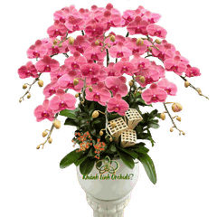 Lan Hồ Điệp Đỏ Cam 10 Cành - HDC041