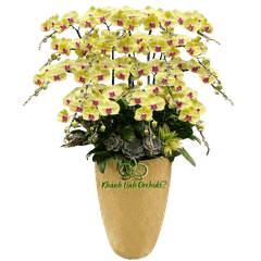 Lan Hồ Điệp Vàng Tươi 20 Cành - HDV113