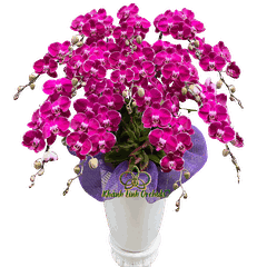 Lan Hồ Điệp Tím Kính Viếng 12 Cành - HDT051