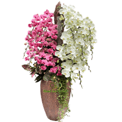 Lan Hồ Điệp Cam Phối Xanh Bơ Kết Hợp Gỗ 24 Cành - DS083