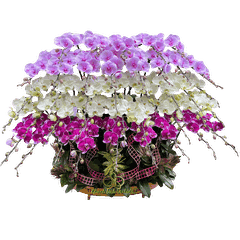 Lan Hồ Điệp Thuyền Thuận Buồm Xuôi Gió 39 Cành - TH09