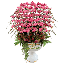 Lan Hồ Điệp Đỏ Cam 50 Cành - HDC043