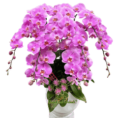 Lan Hồ Điệp Hồng S59 9 Cành - HDH081