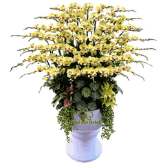 Lan Hồ Điệp Vàng 50 Cành - HDV115