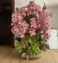 Lan Hồ Điệp Thiết Kế Tiểu Cảnh - HDC044