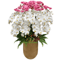 Lan Hồ Điệp Trắng Phối Đỏ 17 Cành - DS035