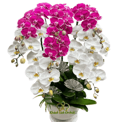 Lan Hồ Điêp Trắng Phối Tím Đột Biến 8 Cành - DS067