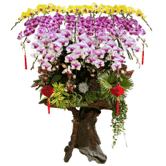 Lan Hồ Điệp Gỗ Lũa Phối Màu 25 Cành - DS068