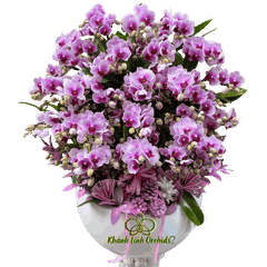 Lan Hồ Điệp Mini Tím 20 Gốc - MN034