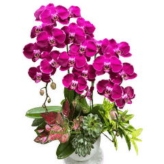 Lan Hồ Điệp Tím MBL005 3 Cành - HDT046