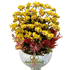 Lan Hồ Điệp Mini Vàng 20 Gốc - MN035