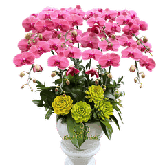 Lan Hồ Điệp Đỏ Cam 8 Cành - HDC042