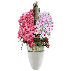 Lan Hồ Điệp Đỏ Cam Phối Trắng Phớt Hồng 25 Cành - DS070