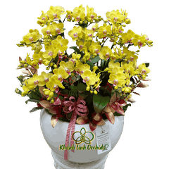 Lan Hồ Điệp Mini Vàng 10 Gốc - MN036