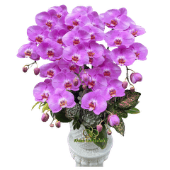 Lan Hồ Điệp Hồng S59 Sen Đá 5 Cành - HDH077