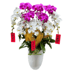 Lan Hồ Điệp Trắng Phối Tím 10 Cành - DS071